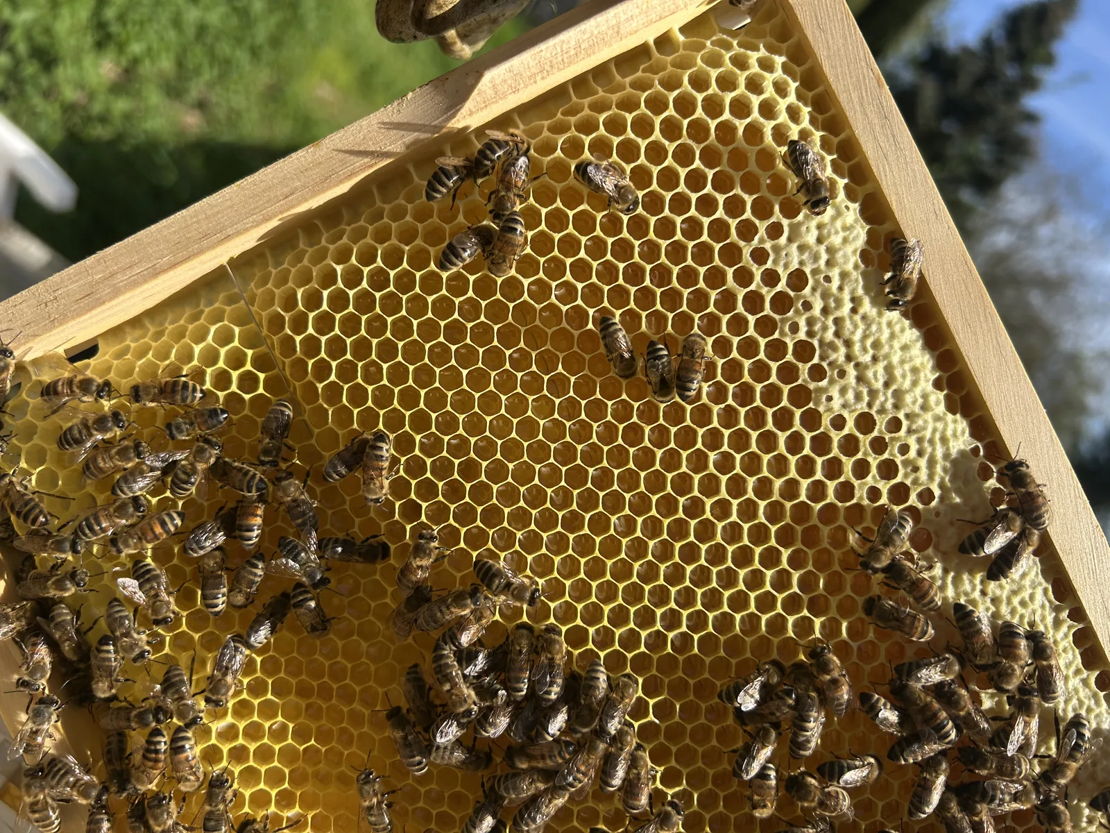 Frühjahrs-Blütenhonig – frische Wabe