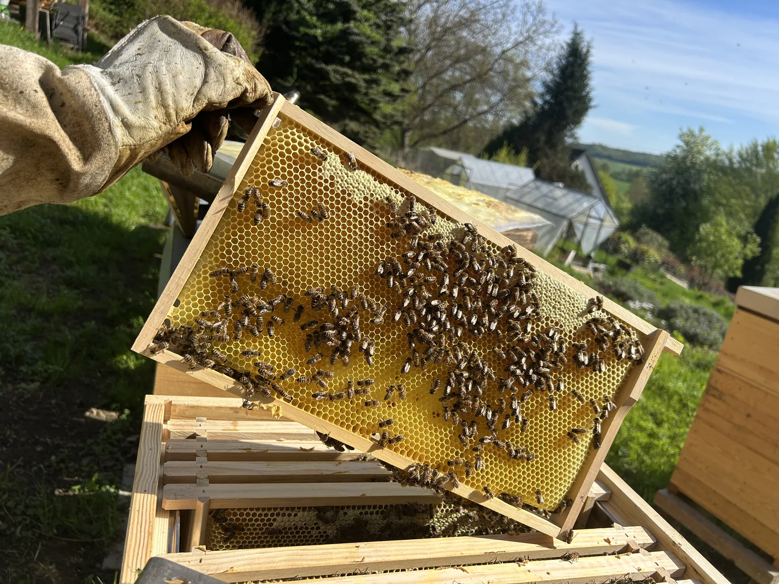 Sommer-Blütenhonig – Wabe mit Handschuh