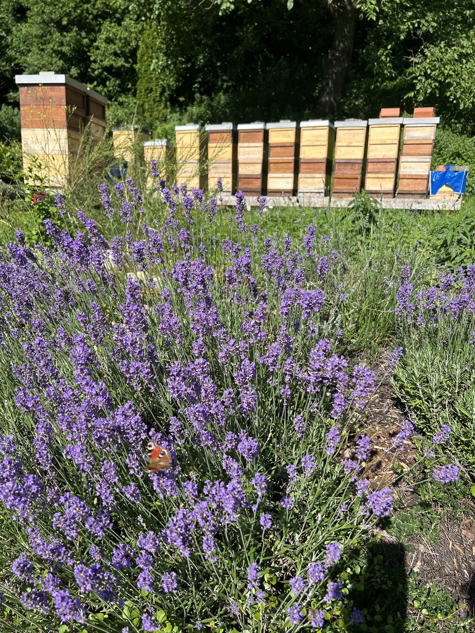 Bienenvölker Kammeltal