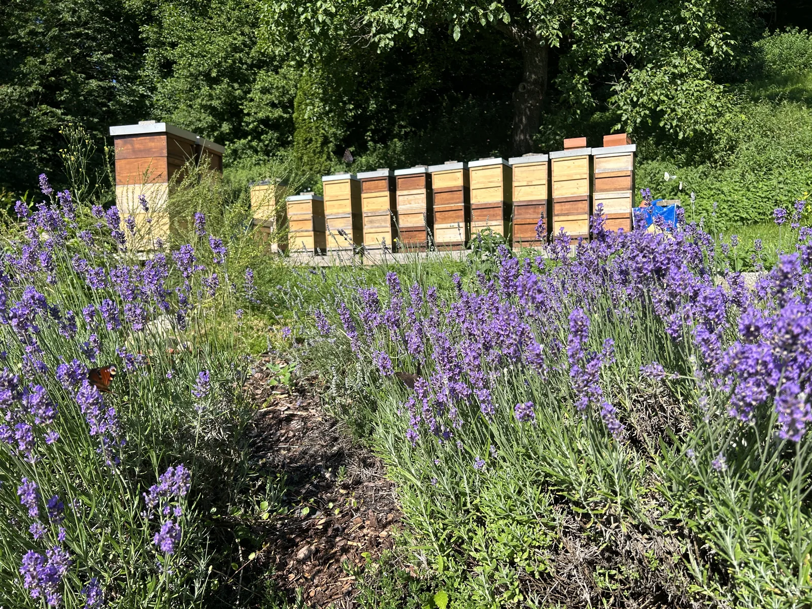 Bienenvölker mit Lavendel